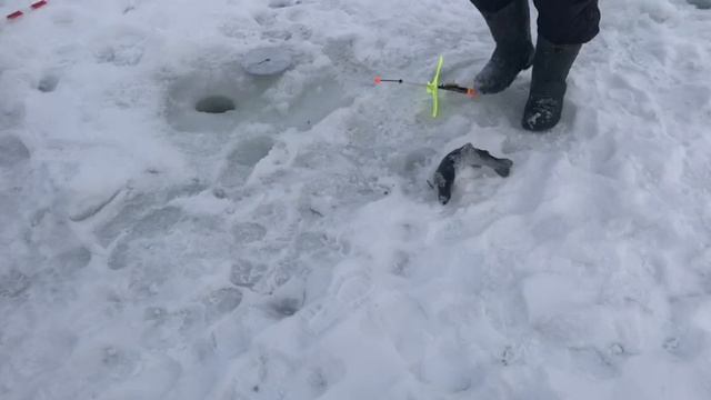 поимка форели на жерлицу смотреть онлайн