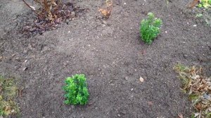 75-  ДАЧА .Дождь беспрерывный дождь. 1 часть(05.11.-06.11.21)