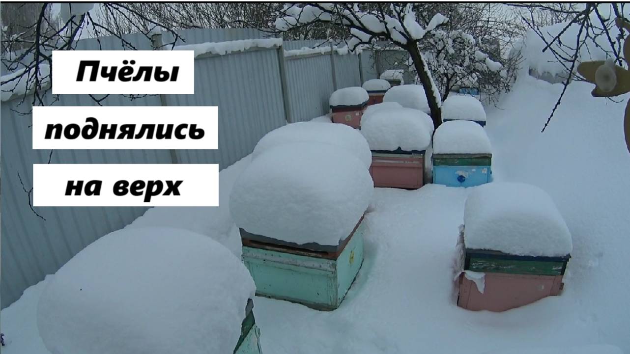 Пчелы поднялись на вверх рамок. смотреть онлайн