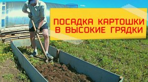 Картошка. Посадка и какой результат в середине лета.