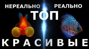 ТОП 60 самых красивых аквариумных рыбок!