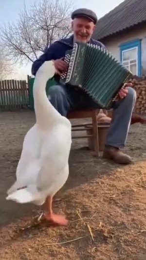 Гусь пустился в пляс