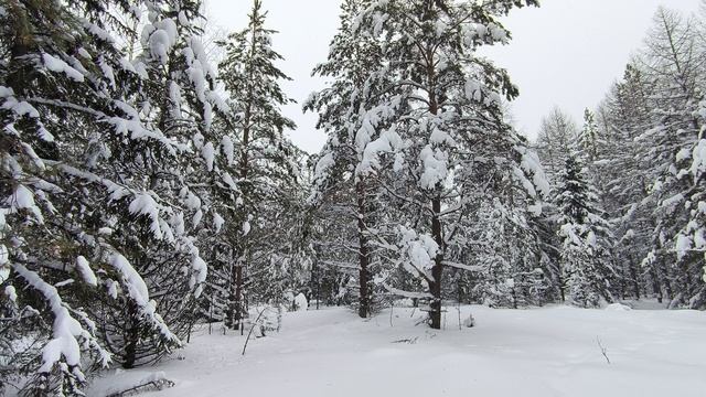 Заснеженный лес. ч.15. Январь 2026 смотреть онлайн