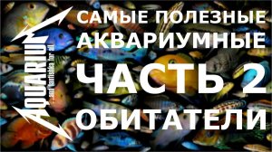 Самые полезные аквариумные обитатели: чистильщики, санитары, рыбки водорослееды. ЧАСТЬ 2.