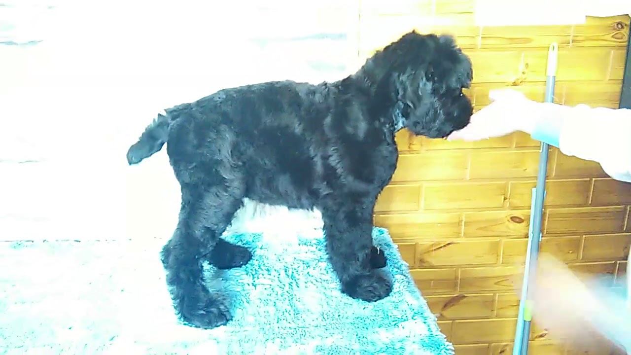 VID 20180623 164113к смотреть онлайн