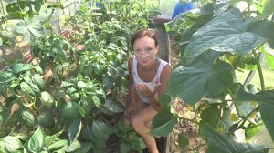 6 соток 23 июня 2021 год. Хроника. На дачу загорать. Дождеватель для полива. Бочка покрашена,