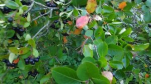 62-моя ДАЧА.Черноплодка поспевает.. Рододендрон хочет цвести😁3 часть(04.09.-05.09.21)