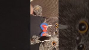 вечер басиков