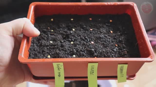 Когда сажать сладкий перец на рассаду? Ориентируемся по регионам. смотреть онлайн