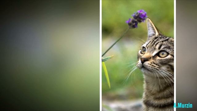 Moments Of Life 262 (Psy Chill Mix) смотреть онлайн