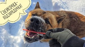 Пёс Кубик гуляет Машу в снежный зимний лес, Артём запинал все берёзы по дороге!