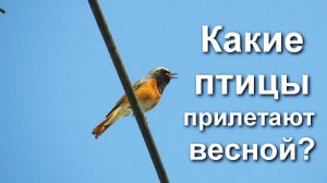 Какие птицы прилетают весной | Когда перелетные птицы возвращаются с зимовки