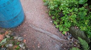 56-моя ДАЧА. Хмурый субботний день.. 2 часть(20.08-22.08.21 )