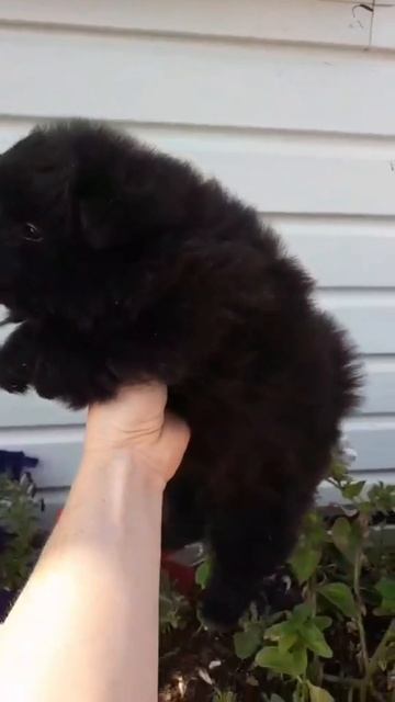 дочки пёсель