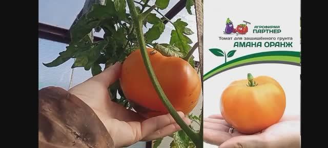 томаты 2025 сентябрь. смотреть онлайн