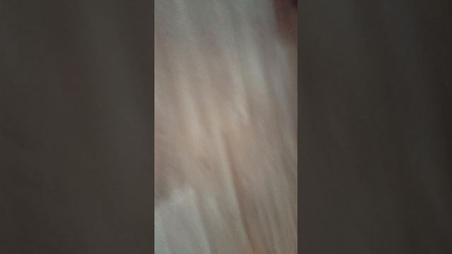 новые хомячта