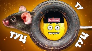 МЫШКА ПОКРЫШКА ЖИВАЯ!