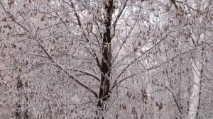 Морозное утро