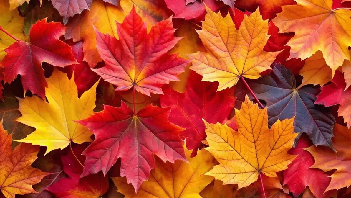 Игорь Крутой. Ты в моем сентябре смотреть онлайн