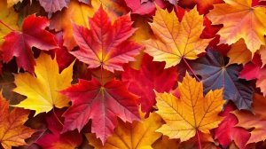 Игорь Крутой. Ты в моем сентябре