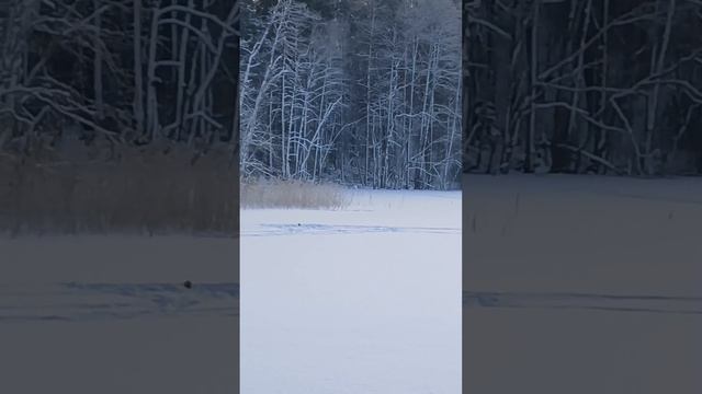 Зимняя рыбалка в Ленинградской области №1 озеро Анохинское. Рыбалка на жерлицы.