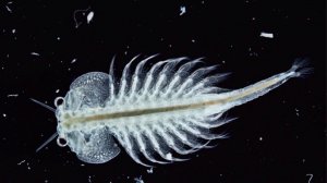 Морские обезьянки или Артемии: домашнее развитие