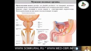 32 Анатомия и физиология мужской половой системы