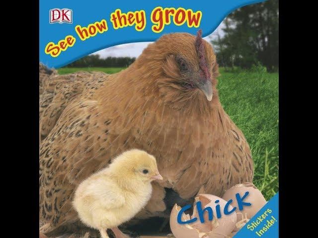 Цыпленок_ Смотри как они растут / CHICK _See How They Grow