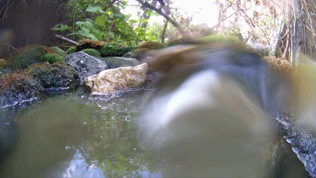 Птицы летом на поилке / Фотоловушка в саду