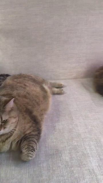 Мои любимые пушистики #эвкалипт #cat #plants смотреть онлайн