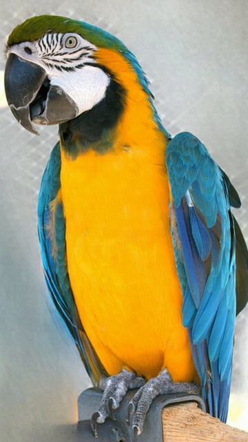 Шаман попугай меня