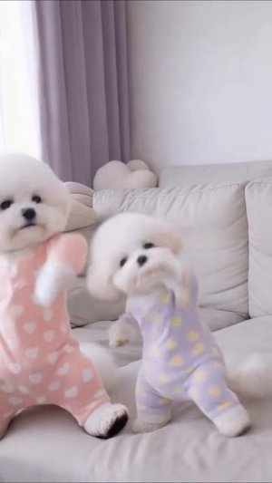 Жизнь собак в другой реальности