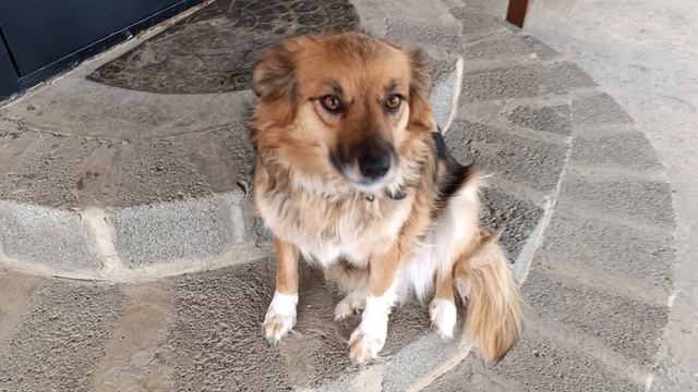 .Симбуля и Люся смотреть онлайн