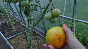 60-ДАЧА .Холод собачий😅помидоры надо собирать.. 1 часть(04.09.-05.09.21.)