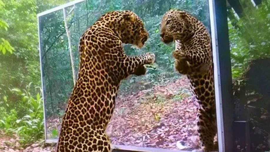 Животные Впервые Увидели Себя в Зеркале) смотреть онлайн