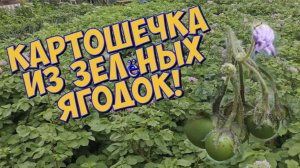Картофель из семян зелёных ягодок.