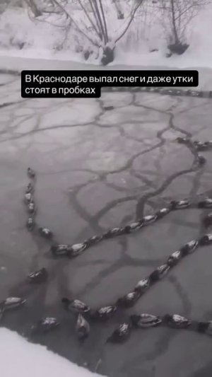 Животные тоже могут стоять в пробках.