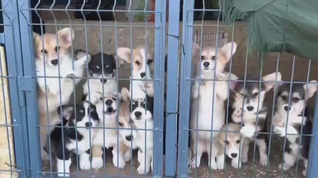 Вельш корги пемброк Как мы выбирали щенка 🐶 смотреть онлайн