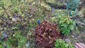 76-ДАЧА .Снимаю с опор клематисы..2 часть(05.11.-06.11.21)