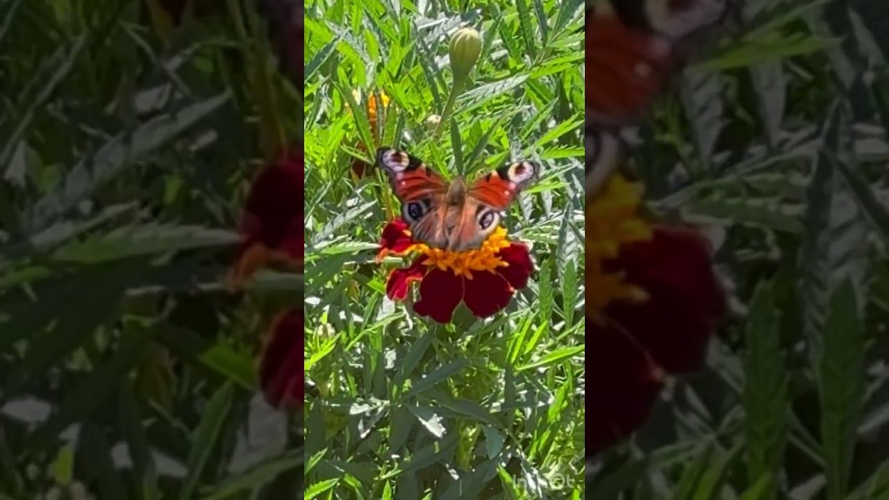 Яркие краски сентября 2025. Запомним его таким