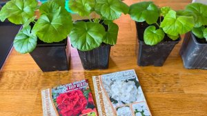 Пеларгония из Семян Два Месяца от Замачивания Семян