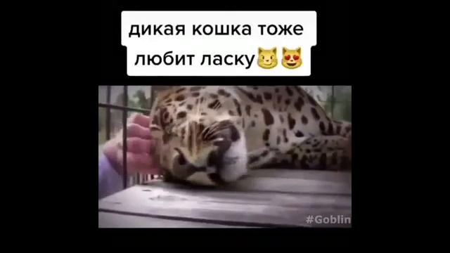 #смешныевидео -715 смотреть онлайн