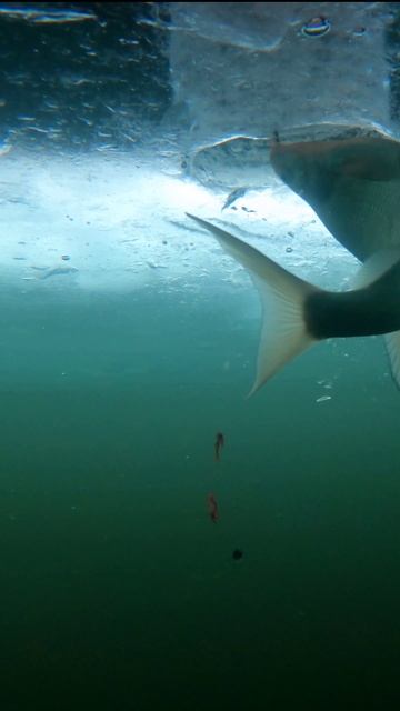 С ПОПЛАВКОМ ИНТЕРЕСНЕЙ... смотреть онлайн