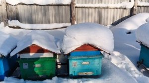 17.01.26. Пасека в сугробах! Присыпал улья из пеноплекса от синичек!