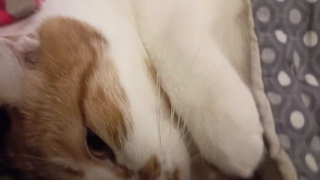 кот встаëт в шкоу