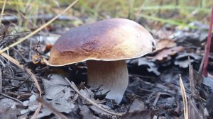 СТЕКЛЯННЫЕ БОРОВИКИ ЗОЛОТОЙ ОСЕНЬЮ !