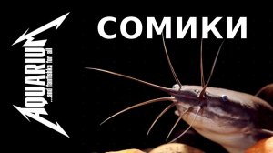 Аквариумные сомики ТОП 25 + советы для начинающих