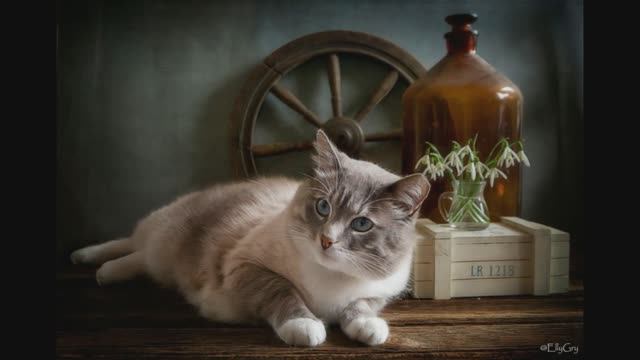 Знакомство с творчеством Элеонора Григорьева смотреть онлайн