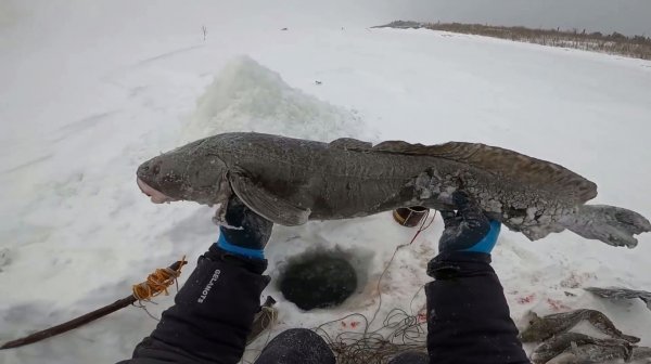Рыбалка на Енисее. Проверка перемётов перед морозами. 62