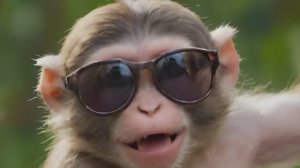 шарж, прикол   КАК ОБЕЗЬЯНА ПРЕВРАТИЛАСЬ В ЧЕЛОВЕКА ,А ПОТОМ ОБРАТНО В ОБЕЗЬЯНУ !